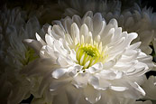 Daisies In The Sun